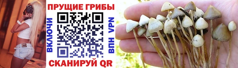 Галлюциногенные грибы GOLDEN TEACHER  кракен ССЫЛКА  Благодарный  где найти  